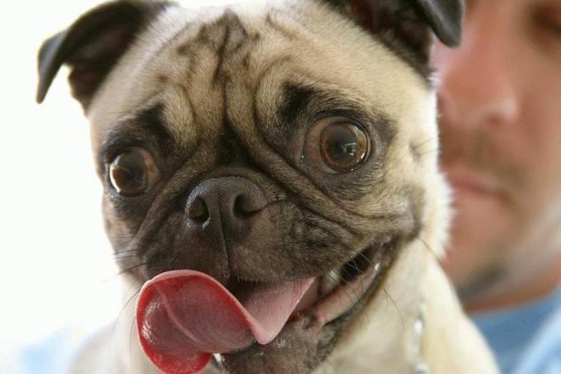 Собака с высунутым языком