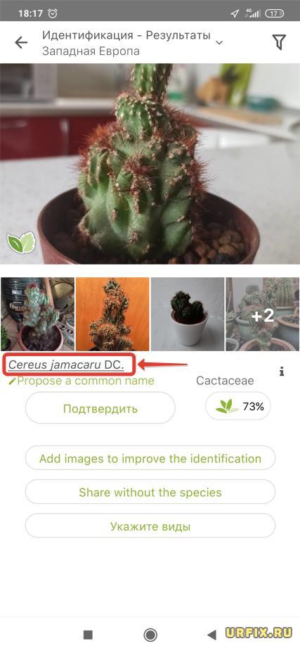 PlantNet узнать что за кактус
